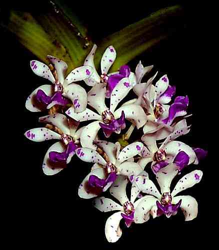 Rhynchostylis gigantea 
